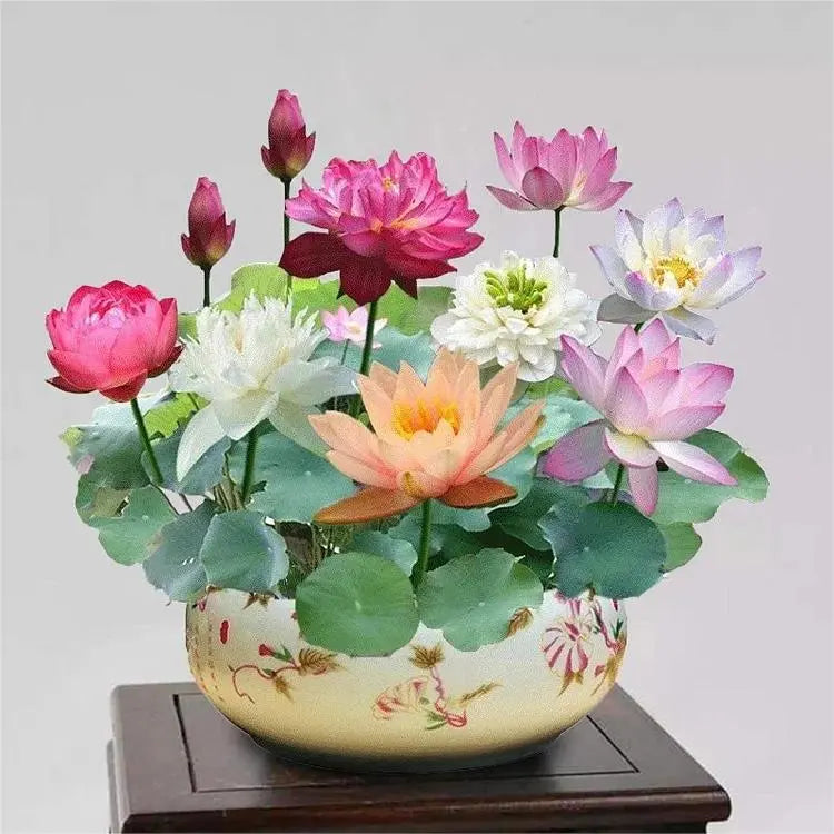Colorful Lotus Bonsai Seeds Pack of 10-Home & Garden-casanuva-casanuva