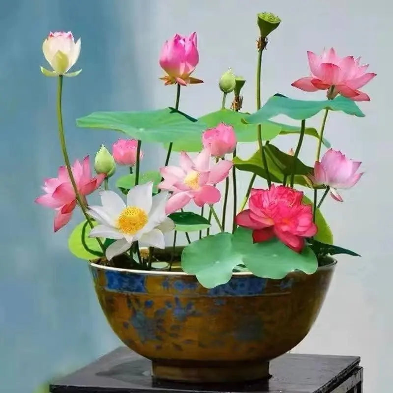 Colorful Lotus Bonsai Seeds Pack of 10-Home & Garden-casanuva-casanuva