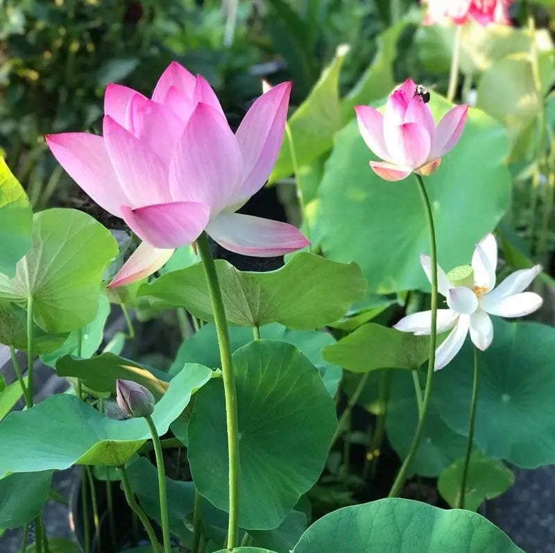 Colorful Lotus Bonsai Seeds Pack of 10-Home & Garden-casanuva-casanuva