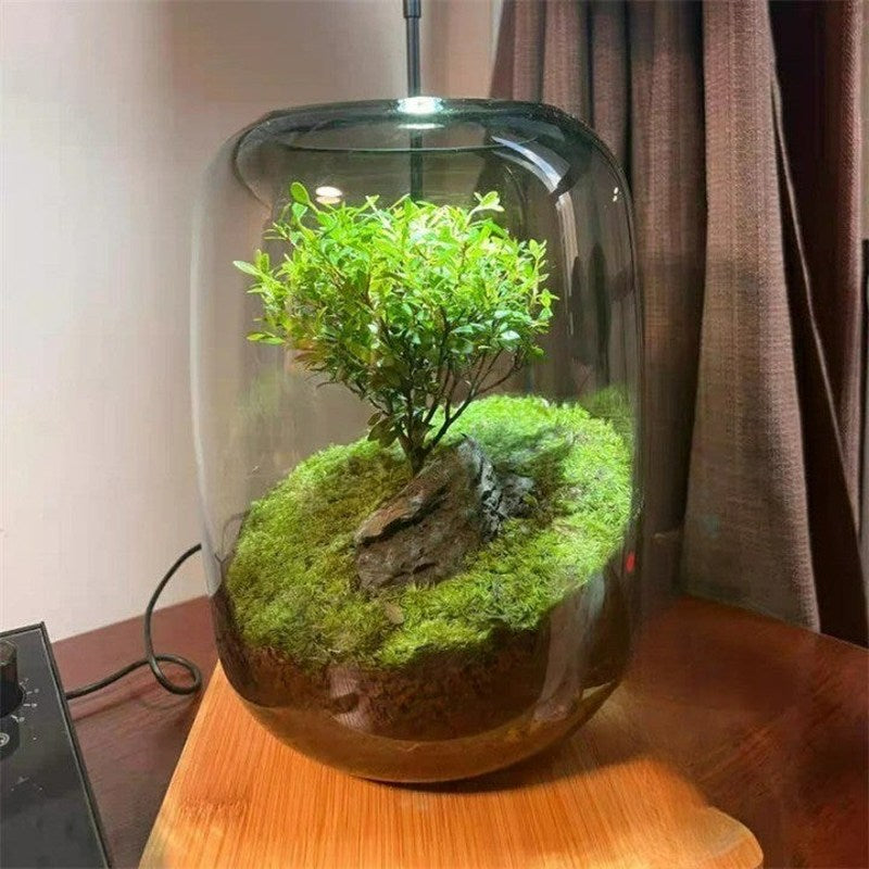 Glass Terrarium Vase Modern Plant Display-Home Decor > Vases-casanuva-casanuva