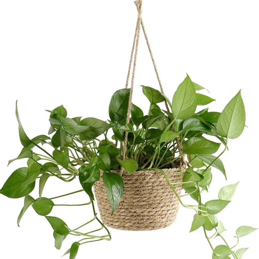 Macrame Plant Hanger Hand-Knotted Rustic Cord for Orchids and Houseplants-Home Decor > Decorative Accessories-casanuva-casanuva