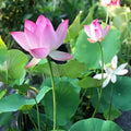 Colorful Lotus Bonsai Seeds Pack of 10-Home & Garden-casanuva-casanuva