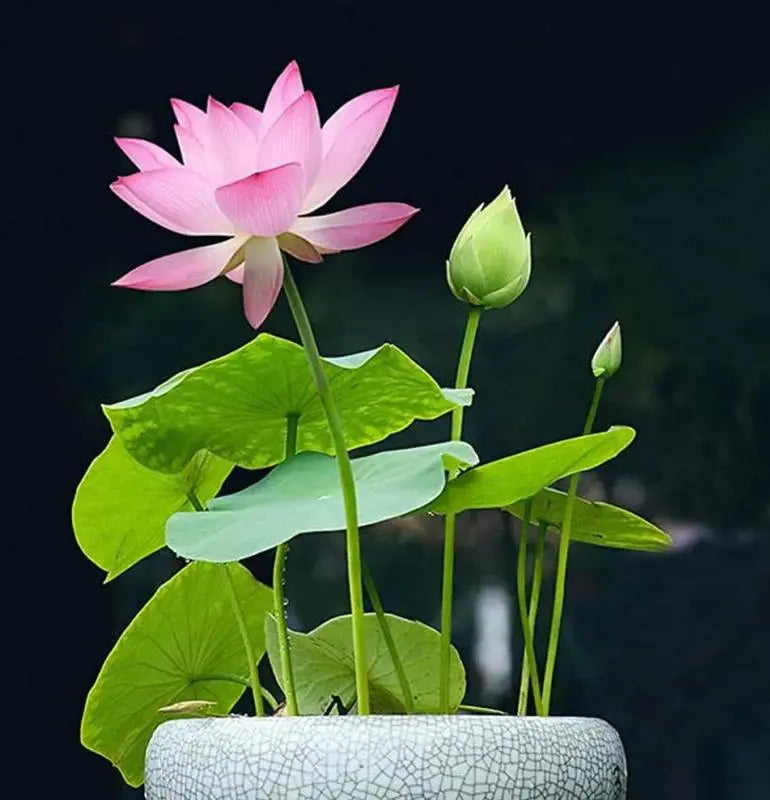 Colorful Lotus Bonsai Seeds Pack of 10-Home & Garden-casanuva-casanuva