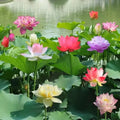 Colorful Lotus Bonsai Seeds Pack of 10-Home & Garden-casanuva-casanuva