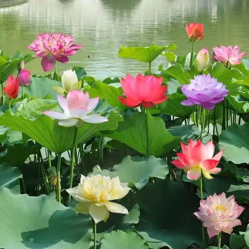 Colorful Lotus Bonsai Seeds Pack of 10-Home & Garden-casanuva-casanuva