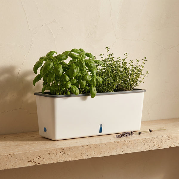 Self-Watering Plant Container for Continuous Moisture Control-Home Decor > Decorative Accessories-casanuva-casanuva
