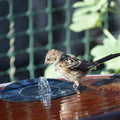 Solar Floating Fountain Pump for Garden Ponds and Water Bowls-Home Decor > Decorative Accessories-casanuva-casanuva