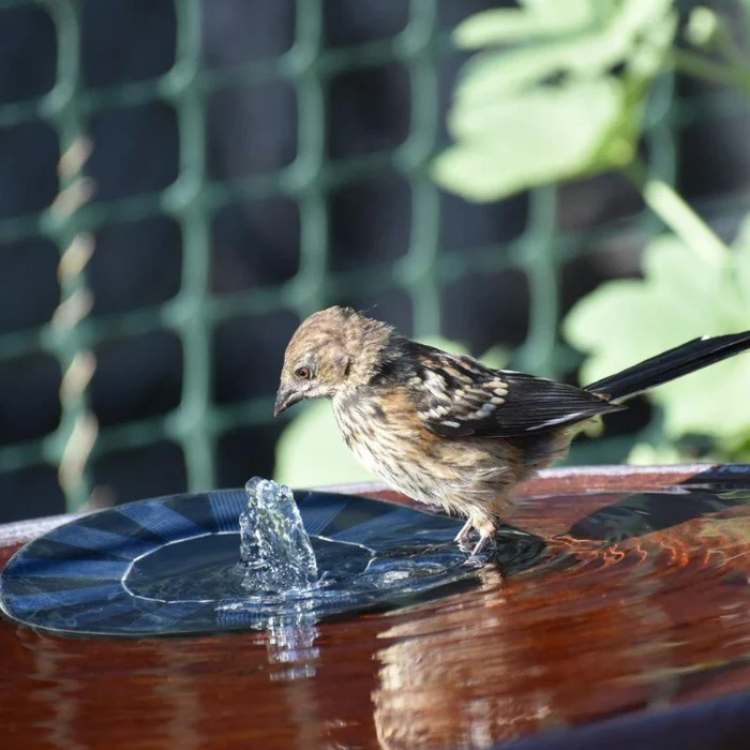 Solar Floating Fountain Pump for Garden Ponds and Water Bowls-Home Decor > Decorative Accessories-casanuva-casanuva